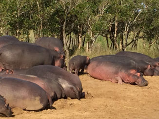 Zuid-Afrika - St Lucia, Wetlands