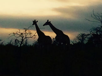 Zuid-Afrika - Giraffen