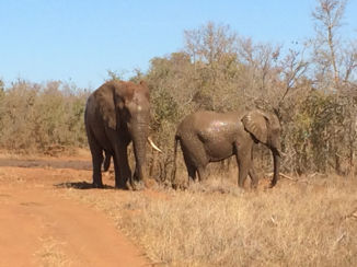 Zuid-Afrika - Olifanten