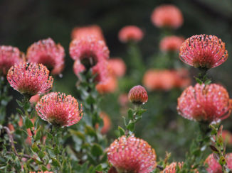Zuid-Afrika - Proteas