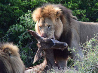 Zuid-Afrika - Lekker eten