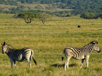Zuid-Afrika - Een eeneiige tweeling gespot!