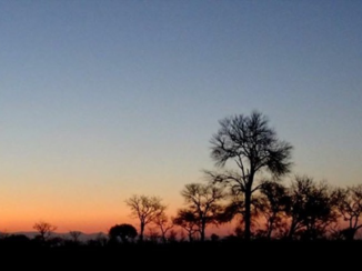 Zuid-Afrika - Een mooi uitzicht tijdens de avondsafari in het Kruger Park.