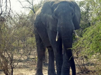 Zuid-Afrika - De grootste olifant van het Kruger Park gevonden.