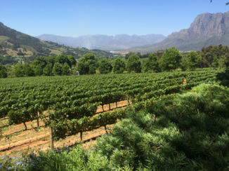 Zuid-Afrika - Wijn