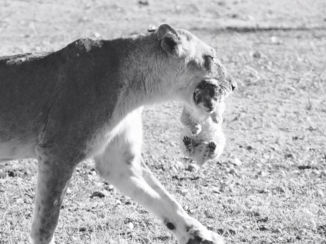 Zuid-Afrika - Lucky shot