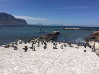 Zuid-Afrika - Penguins