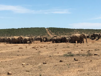 Zuid-Afrika - Addo Elephant park