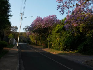 Zuid-Afrika - Bloeiende jacaranda's Pretoria