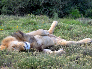 Zuid-Afrika - Addo National Park