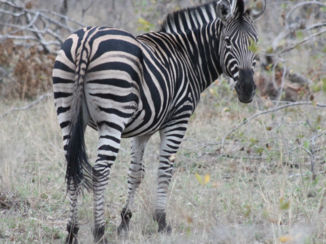 Zuid-Afrika - Beauty