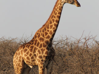 Zuid-Afrika - Stunning