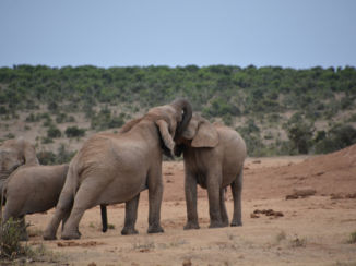 Riksja Zuid-Afrika - Addo Elephant park