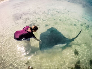 Zuid-Afrika - Hongerige stingrays struisbaai