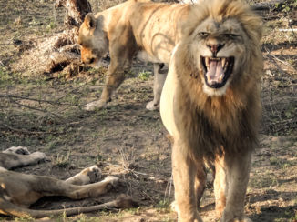 Zuid-Afrika - Kruger national park