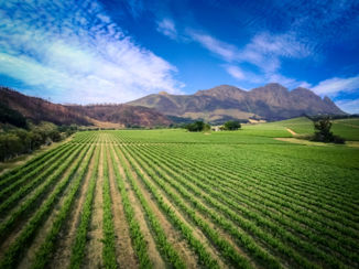 Zuid-Afrika - Wijn proeven in Stellenbosch