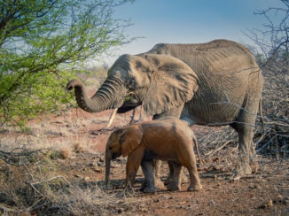 Zuid-Afrika - Olifanten in alle maten