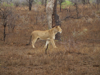 Sawadee - Krugerpark