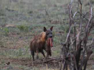 Noordwest - hyena steelt prooi van leeuwen