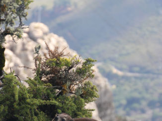 Zuid-Afrika - een dassie op de rand van een rots bovenop de Tafelberg