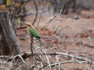 Zuid-Afrika - Bijeneter in het Krugerpark