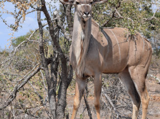 Zuid-Afrika - Koedoe in kruger