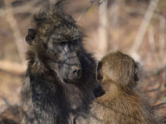 Zuid-Afrika - Bavianen in Kruger