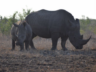 Zuid-Afrika - Neushoorns in Kruger