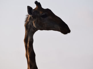 Zuid-Afrika - Giraf in Kruger