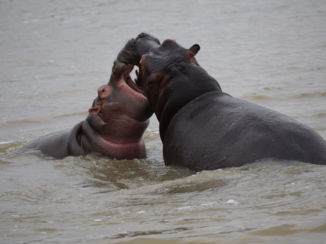 Zuid-Afrika - Nijlpaarden in St.Lucia