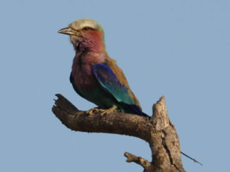 Krugerpark - Liliac brested Roller