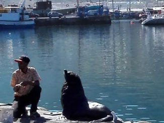 Zuid-Afrika - Houtsbaai