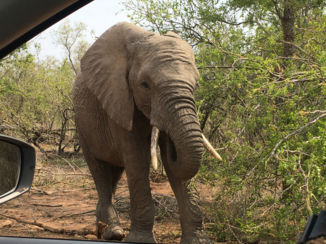 Zuid-Afrika - Krugerpark
