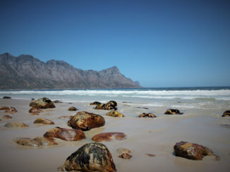 Zuid-Afrika - GordonsBay