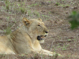 Zuid-Afrika - Rhino River Lodge