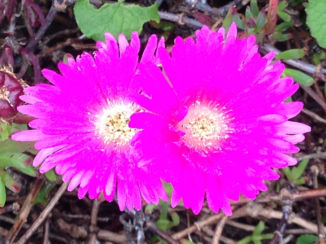 Zuid-Afrika - Drakensbergen