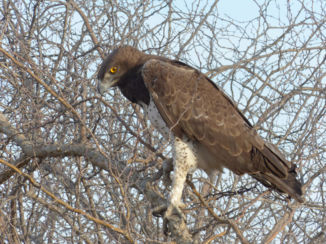 Zuid-Afrika - Martial eagle