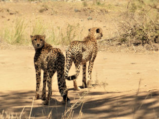 Zuid-Afrika - Cheetah