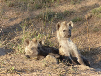 Zuid-Afrika - Hyena jong