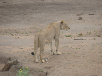 Zuid-Afrika - Leeuwin