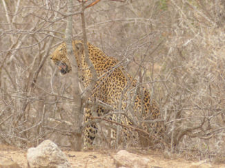 Zuid-Afrika - Luipaard