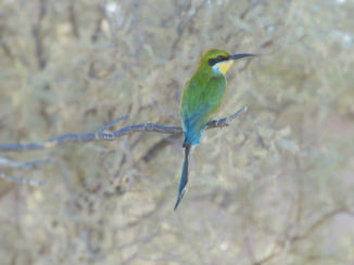 Kgalagadi Transfrontier Park