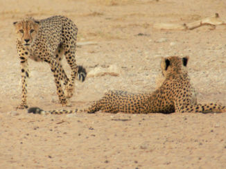 Kgalagadi Transfrontier Park