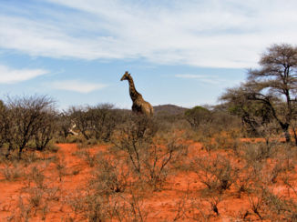 Kgalagadi Transfrontier Park