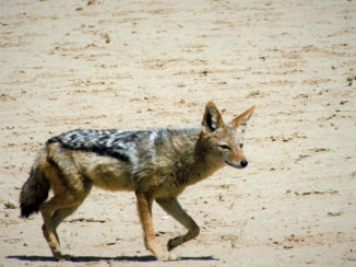 Kgalagadi Transfrontier Park