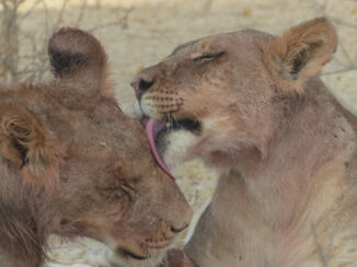 Kgalagadi Transfrontier Park