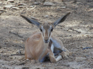 Kgalagadi Transfrontier Park