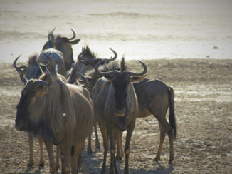 Kgalagadi Transfrontier Park