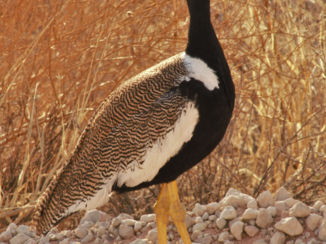 Kgalagadi Transfrontier Park
