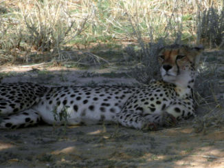 Zuid-Afrika - Net klaar met jagen.